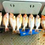 Barra bycatch - Golden Snapper